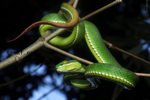 Slide 6 Trimeresurus uetzi, male © H.T. Lalremsanga