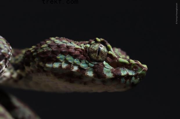 2 Trimeresurus ciliaris © Parinya Pawangkhanant