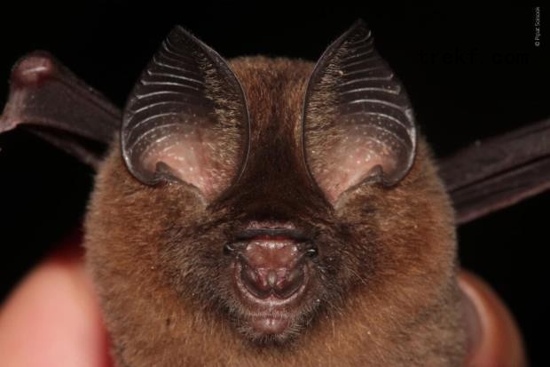 Slide 1 Hipposideros kingstonae-novataxa © Pipat Soisook