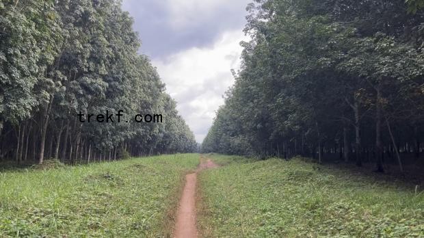 Tall rubber trees on either side of a dirt path at the Miluna Plantation, Budjala territoire, Sud-Ubangi, Democratic Republic of Congo. Image by Francesco De Augustinis for Mongabay.