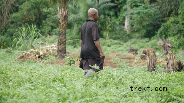A man in a black t-shirt and gumboots walks away through a field of knee-high plants, trees are visible in the background. Image by Francesco DeAugustinis for Mongabay.