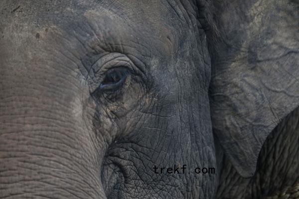 Kelantan Perhilitan director Mohamad Hafid Rohani said the department received complaints a<em></em>bout the presence of the mammals at the location two days ago. — Picture by Farhan Najib