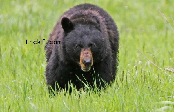 A file photograph shows a black bear in Yellowstone Natio<em></em>nal Park, Wyoming on June 20, 2011. — Reuters pic