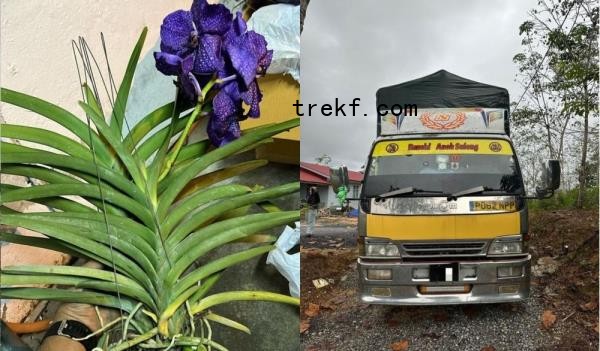 Composite of the orchids and lorry seized during the GOF’s Op Taring Wawasan Kelantan. — Pictures via Facebook