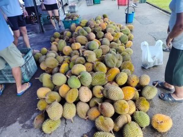 Photo shows a big pile of ‘Kampung’ durians on the floor at Yung Yung, wher<em></em>e customers can pick and choose for themselves. — The Borneo Post pic