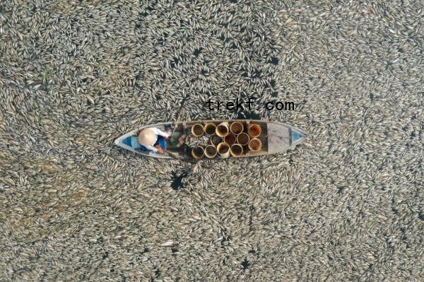 his aerial photo shows a fisherman collecting dead fish, caused by renovation works and o<em></em>ngoing hot weather conditions, from a reservoir in southern Vietnam<em></em>'s Dong Nai province on April 30, 2024. — AFP pic