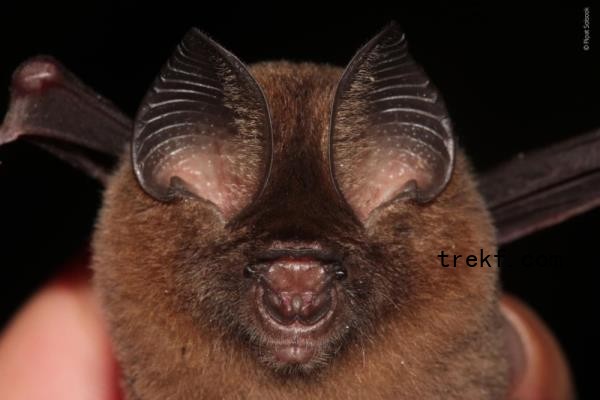Leaf-nosed bat has been docu<em></em>mented at two sites in peninsular Thailand, one in peninsular Malaysia and two in Sabah. — Picture courtesy of WWF