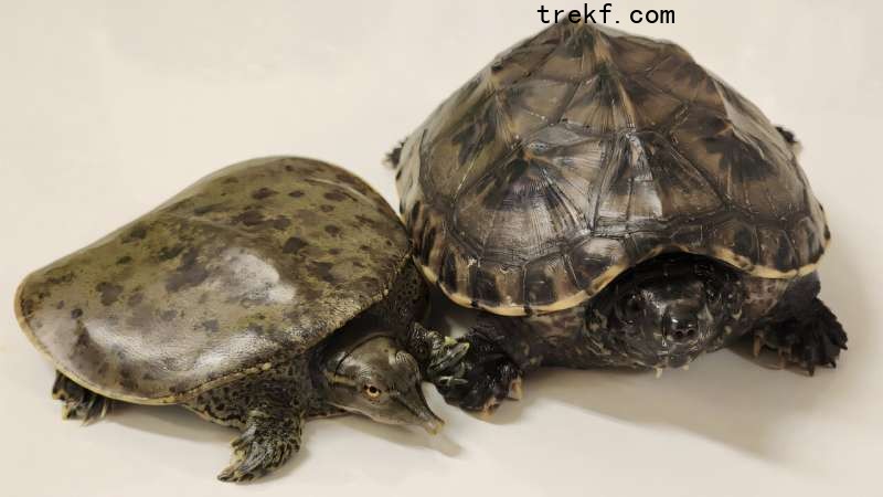 Turtle genome provides new clues on the evolution of vertebrates