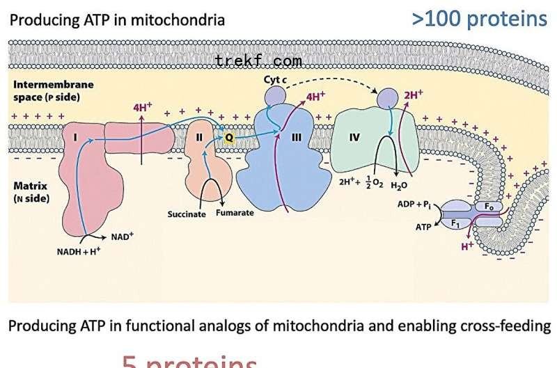 Creating a simplified form of life